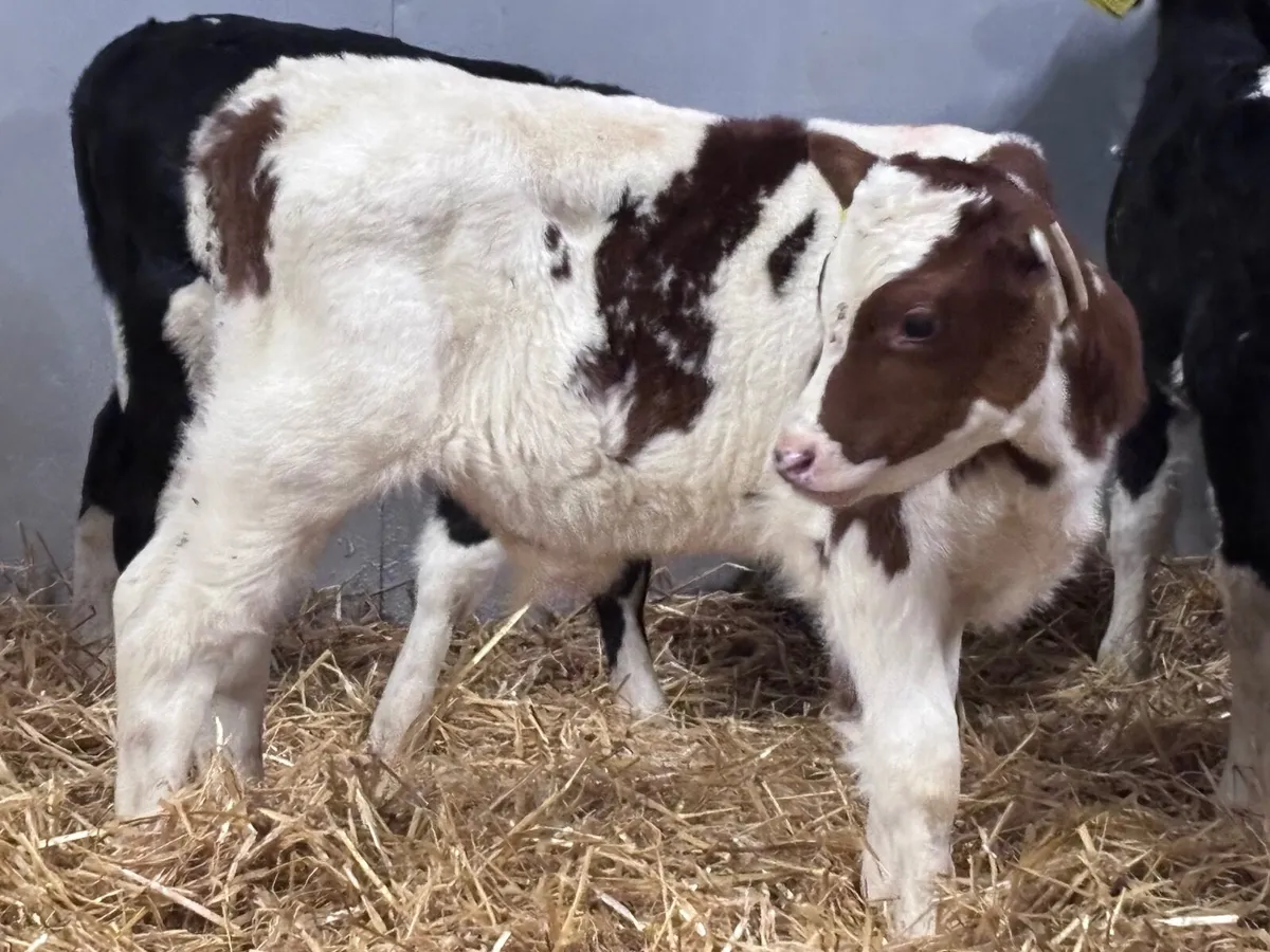 6 Freisan & rotbunt bull calves for sale - Image 2