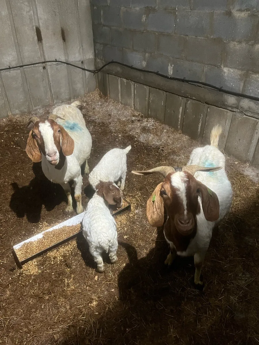 Goats - Image 1
