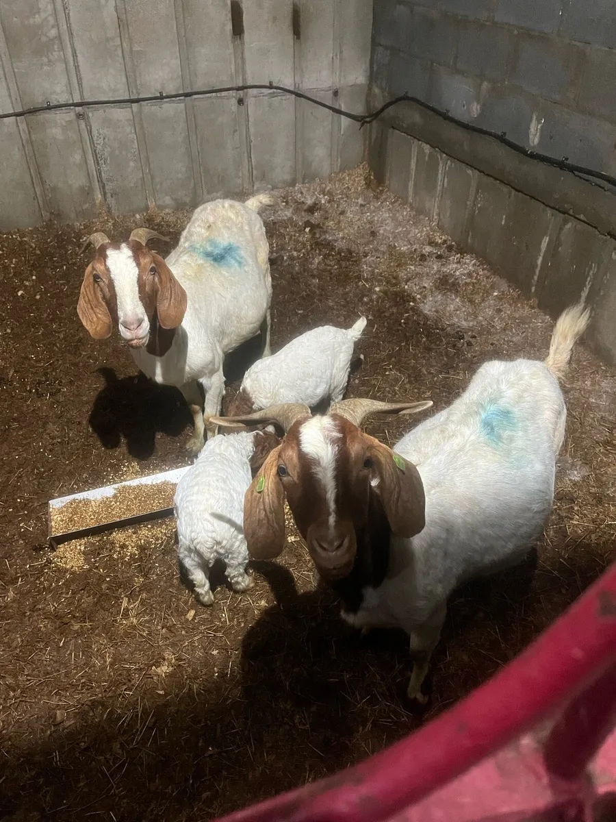 Goats - Image 2
