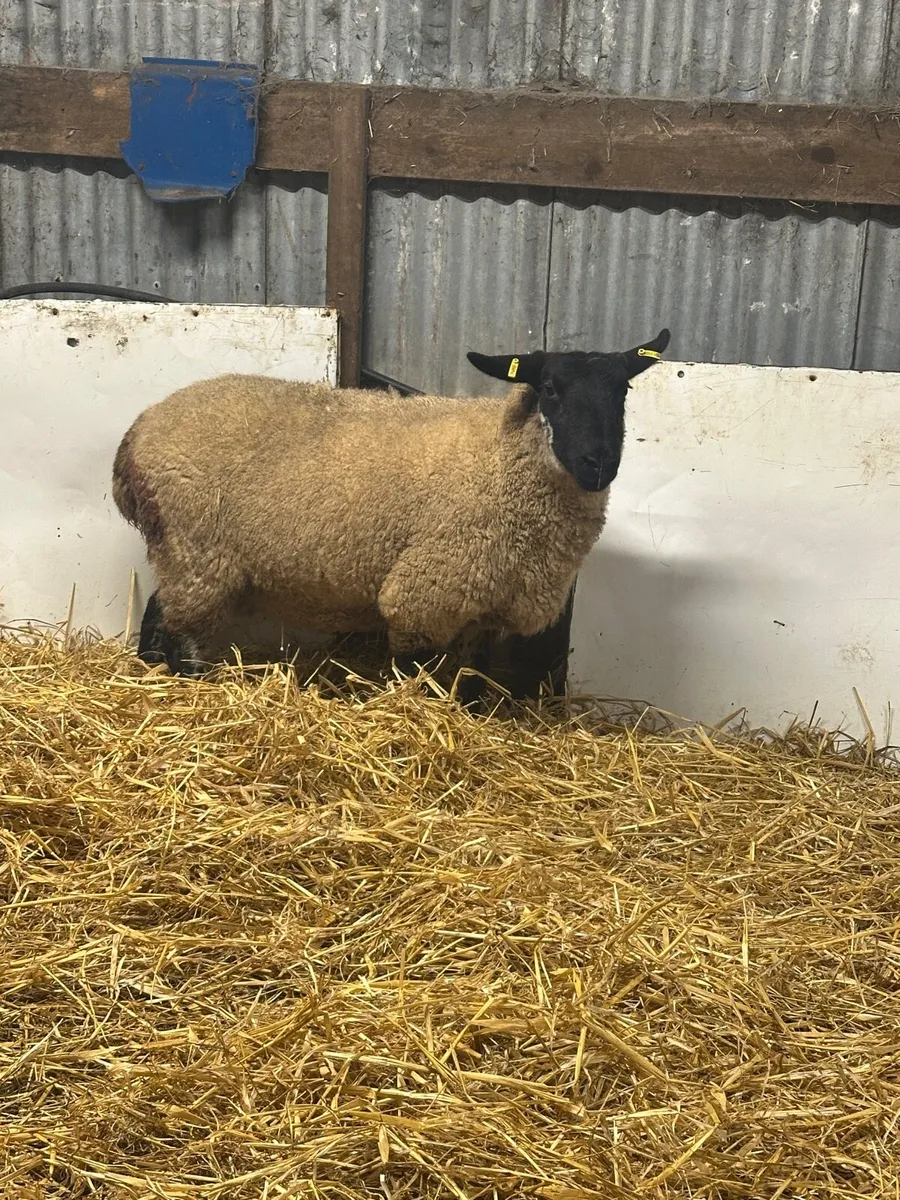 Young Foster ewe