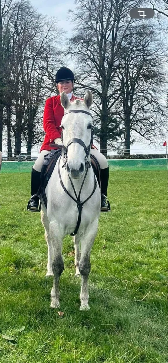 16hh 6yo ISH Mare - Image 2