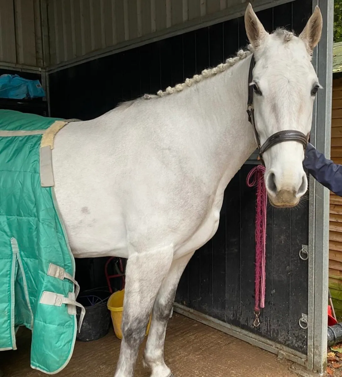 16hh 6yo ISH Mare - Image 3