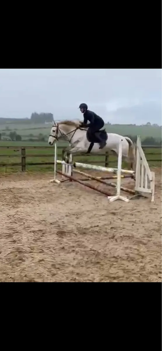 16hh 6yo ISH Mare - Image 4