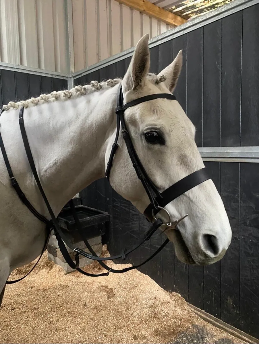 16hh 6yo ISH Mare - Image 1