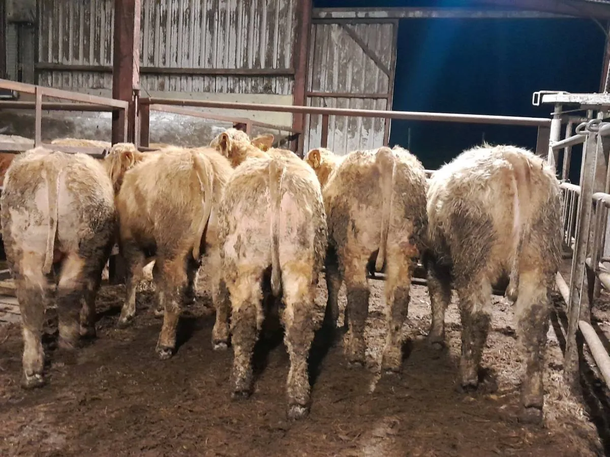 8 Smashing Charlaois bullocks - Image 2