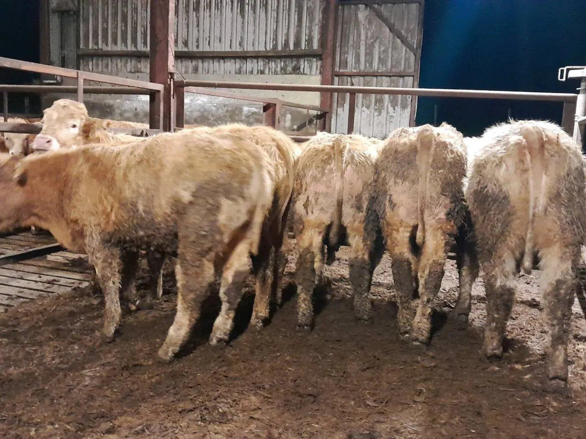 8 Smashing Charlaois bullocks - Image 3