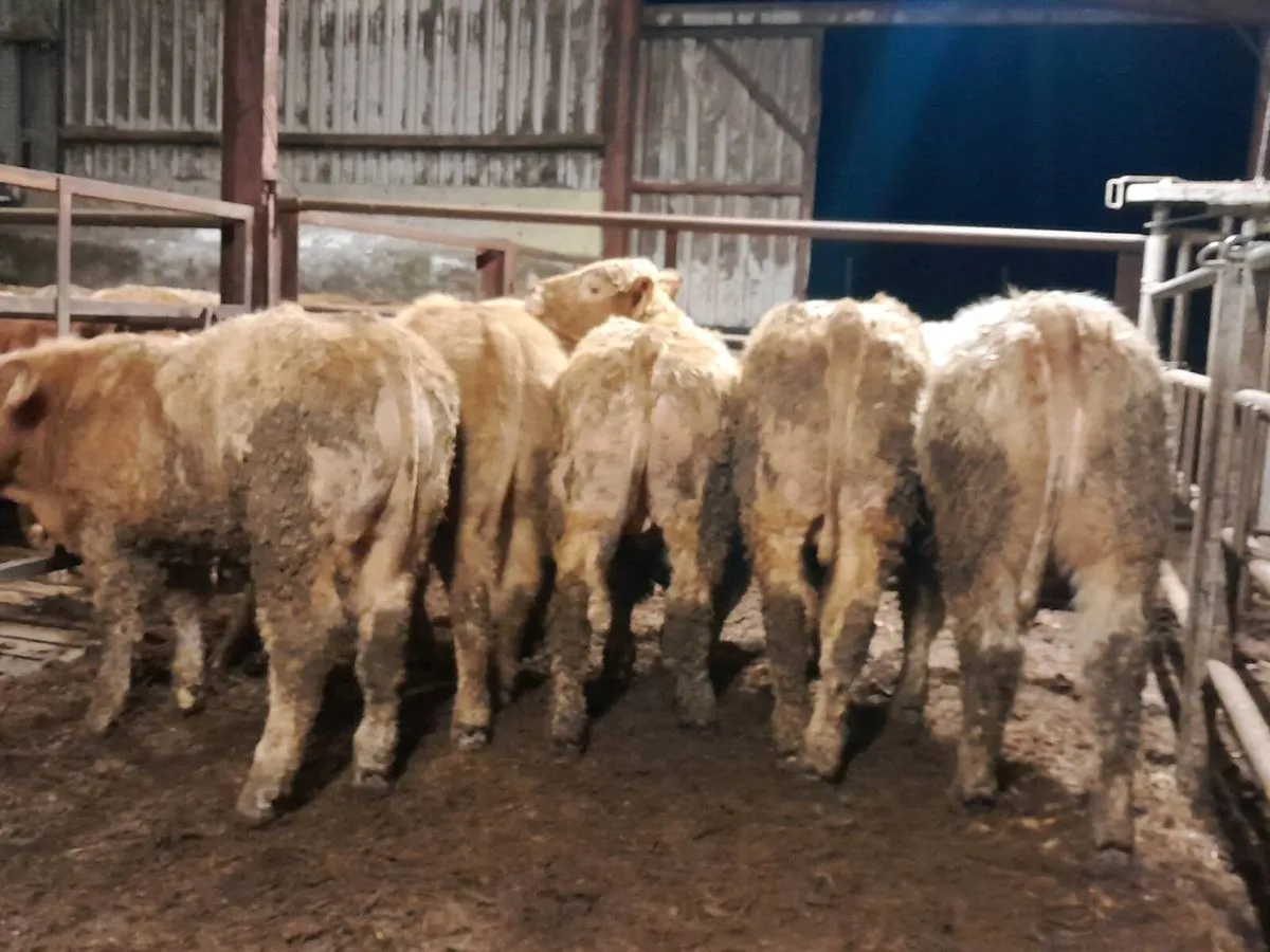 8 Smashing Charlaois bullocks - Image 4