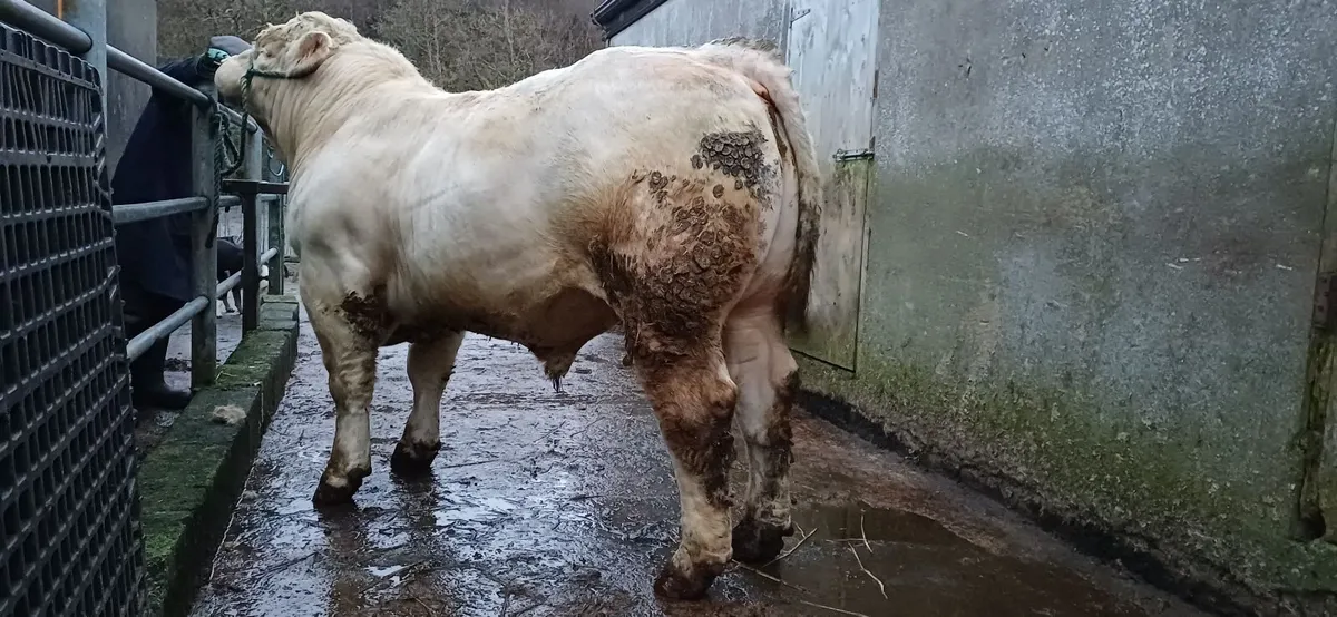 Pedigree Registered Charolais Bulls For Sale - Image 3