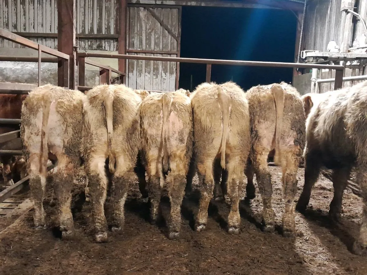 8 Smashing Charlaois bullocks - Image 1