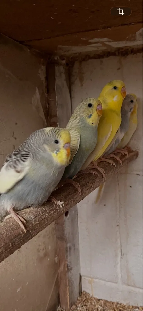 Budgies - Image 1