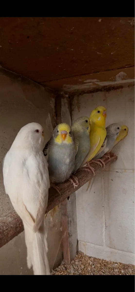 Budgies - Image 2