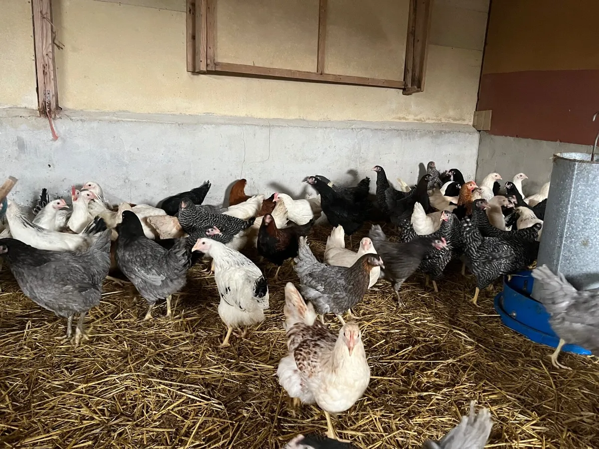 Delivering to Ennis Saturday 28th February - Image 4