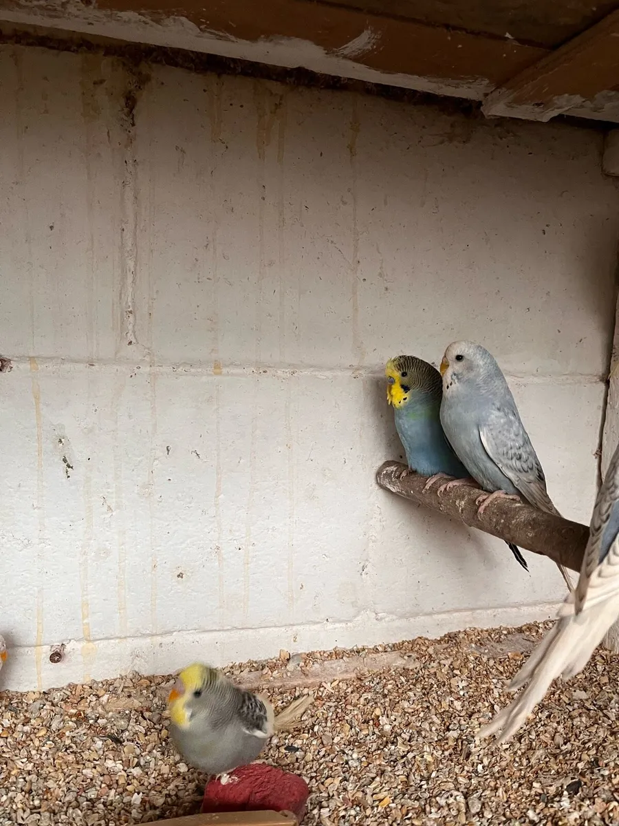 Budgies - Image 3