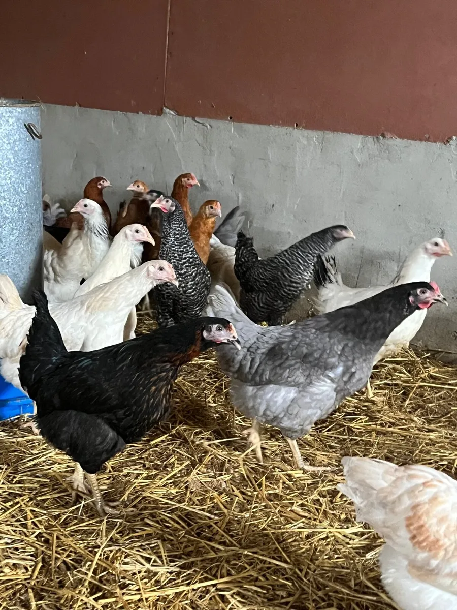 Delivering to Ennis Saturday 28th February - Image 2