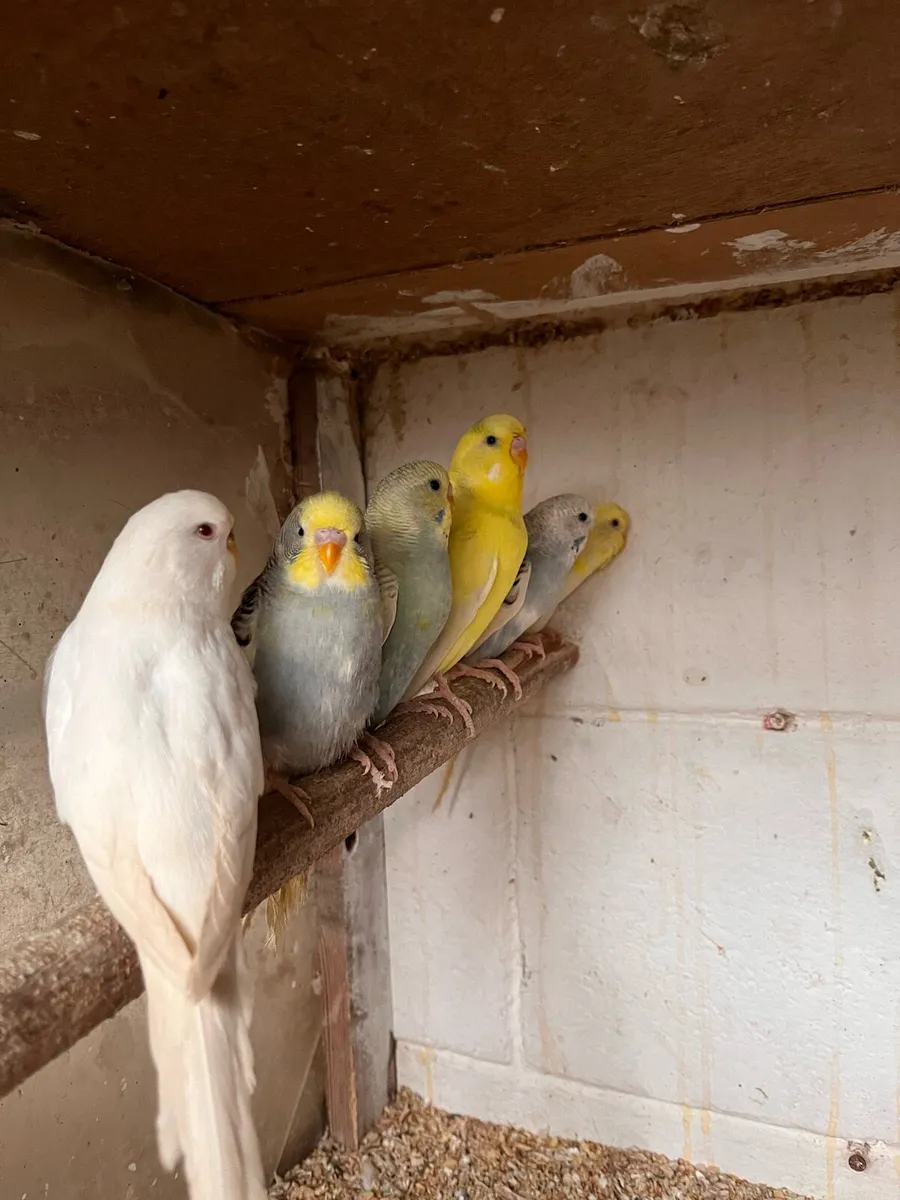 Budgies - Image 4