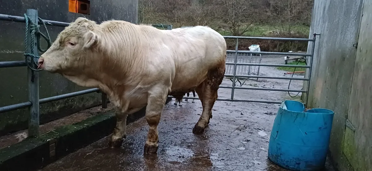 Pedigree Registered Charolais Bulls For Sale - Image 2
