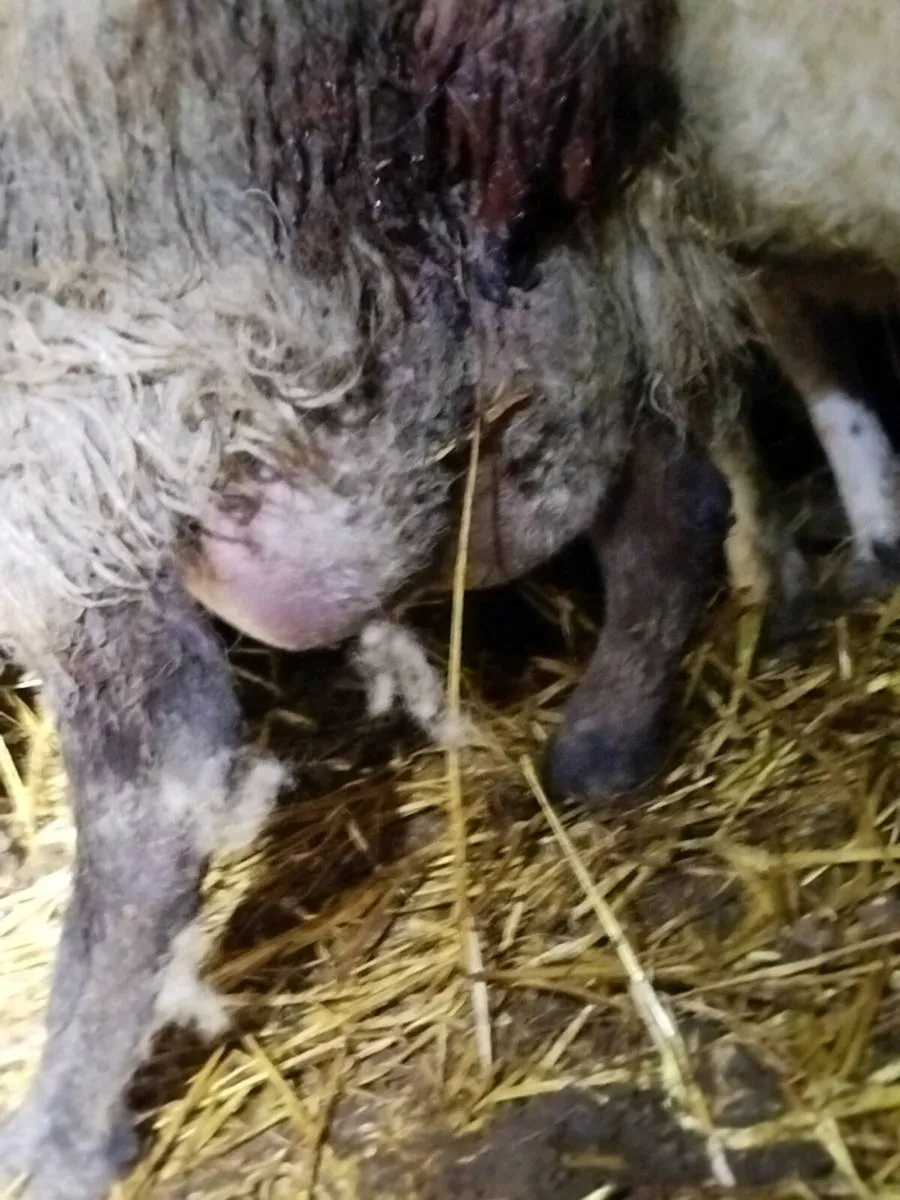 Young Foster Ewe - Image 3