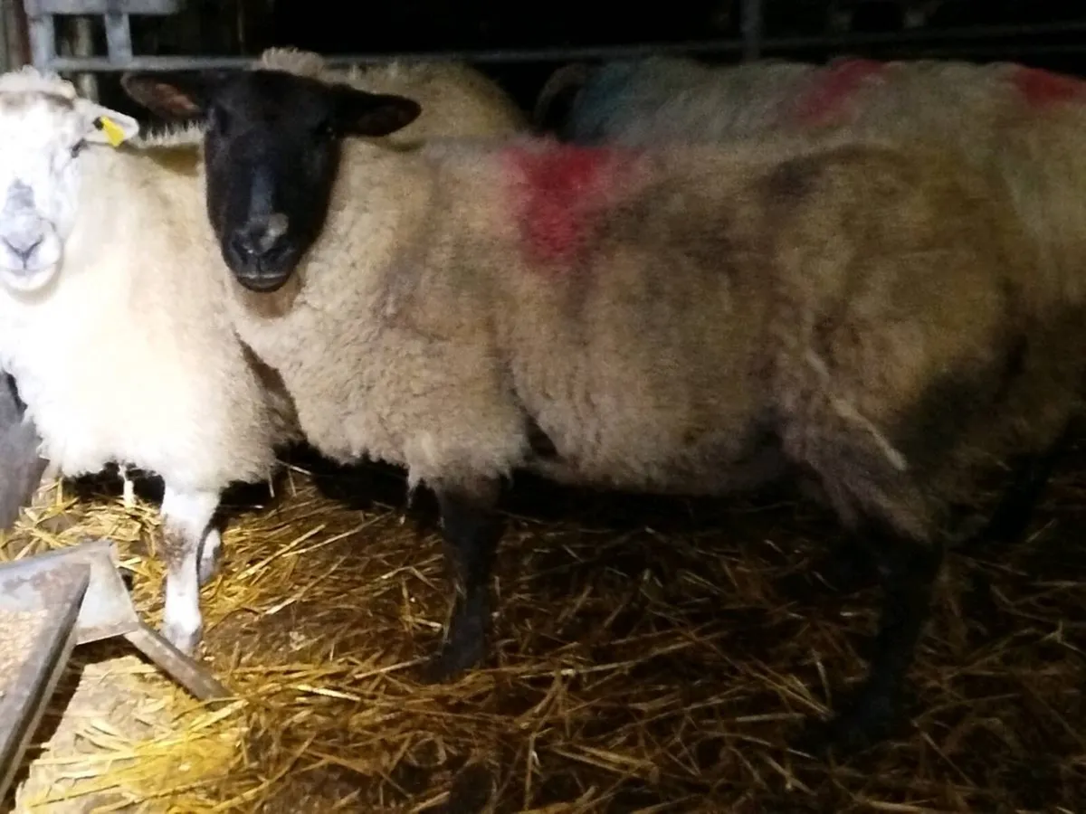 Young Foster Ewe - Image 1