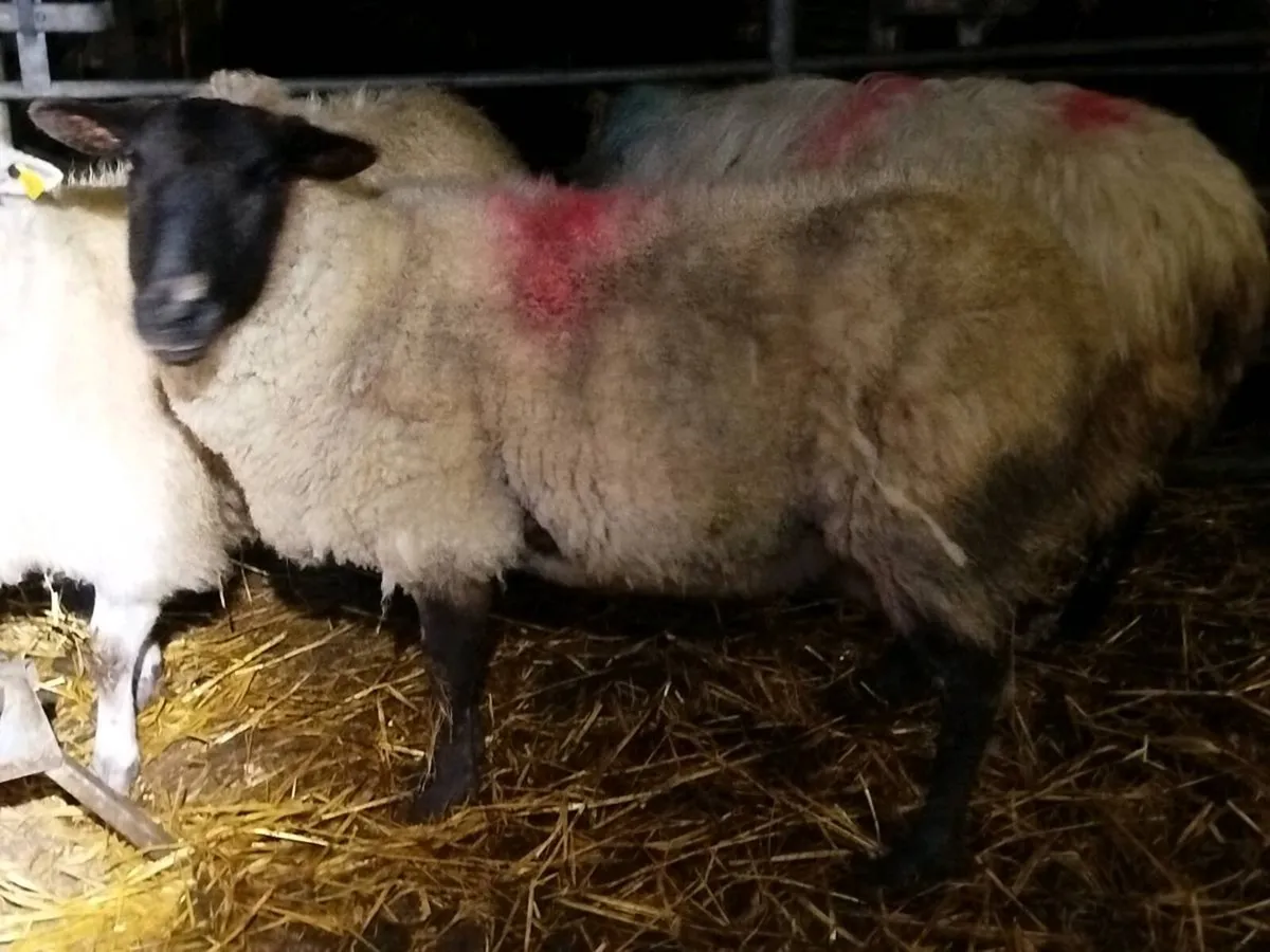 Young Foster Ewe - Image 2