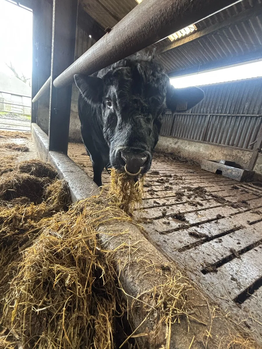 Angus Bull - Image 1