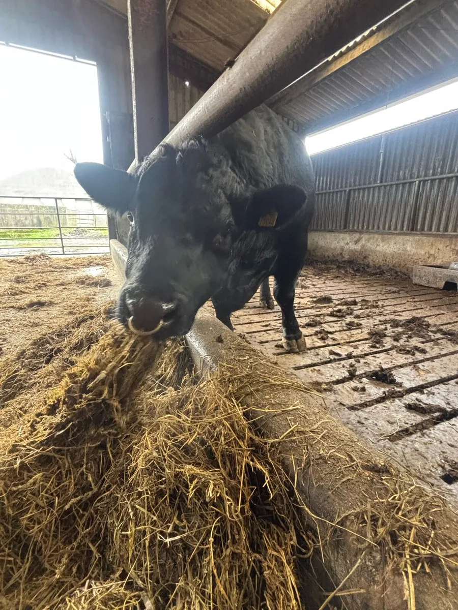 Angus Bull - Image 2