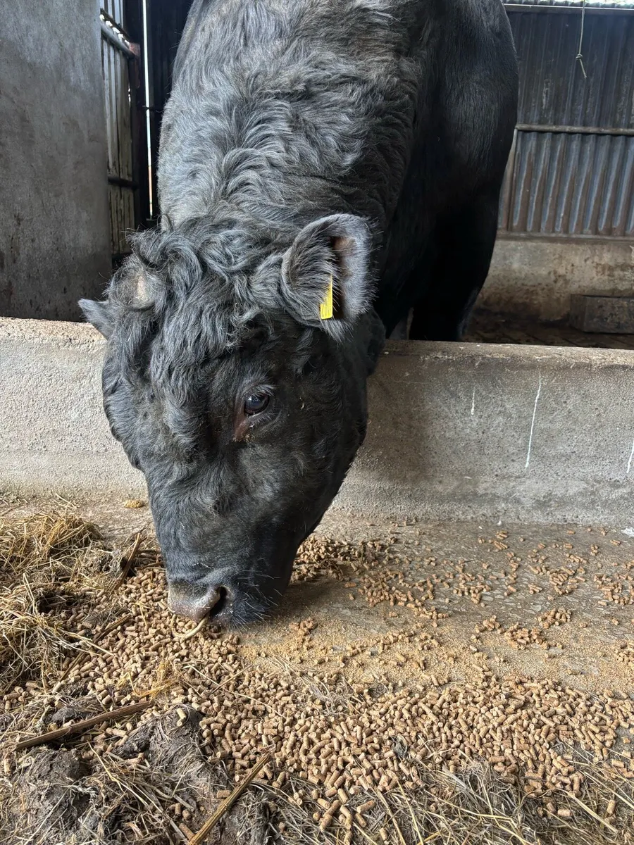 Angus Bull - Image 3