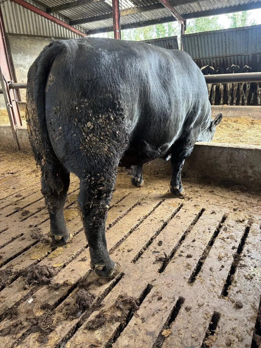 Angus Bull - Image 4