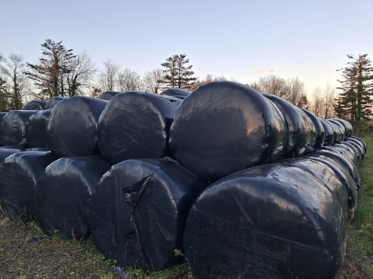 Silage bales - Image 1