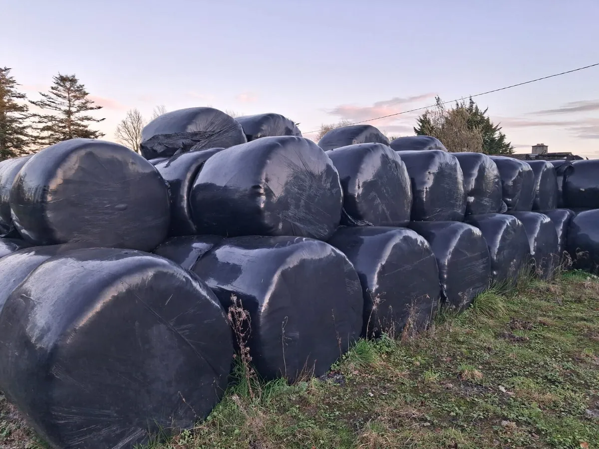 Silage bales - Image 2