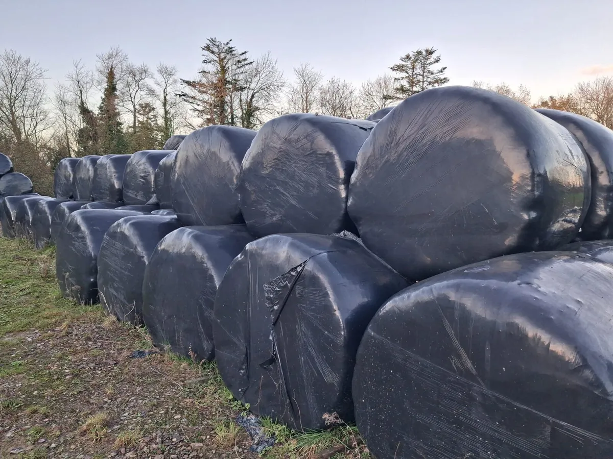 Silage bales - Image 3