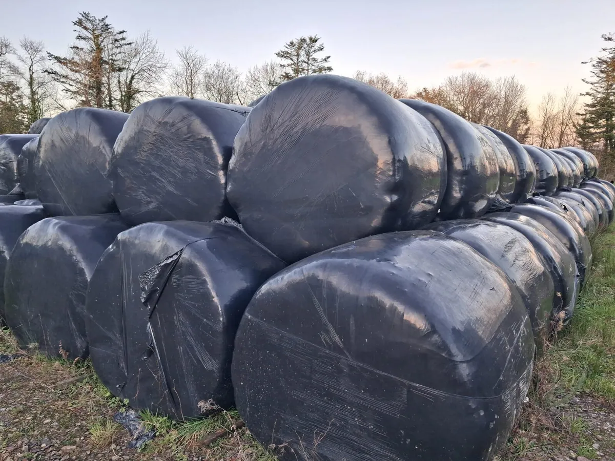 Silage bales - Image 4