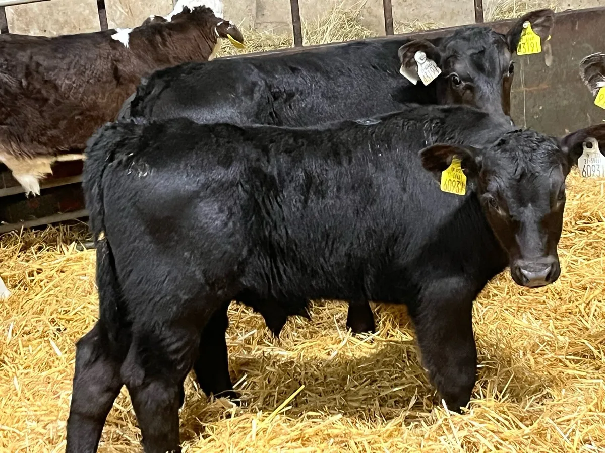 12 Super 5/8 Week Old Top Bull Calves - Image 1