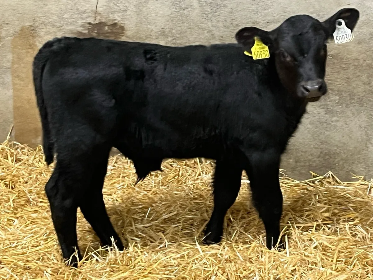 12 Super 5/8 Week Old Top Bull Calves - Image 4