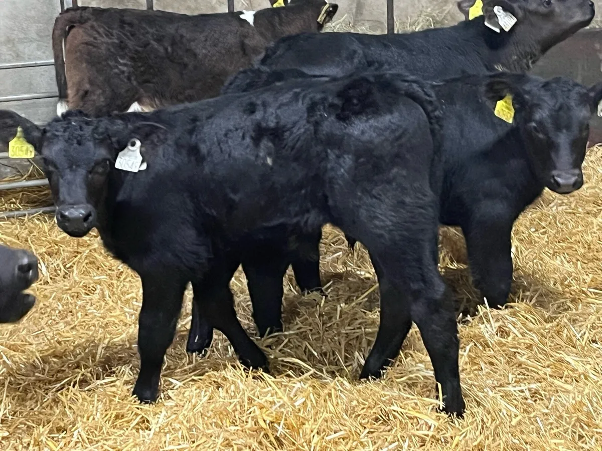 12 Super 5/8 Week Old Top Bull Calves - Image 2