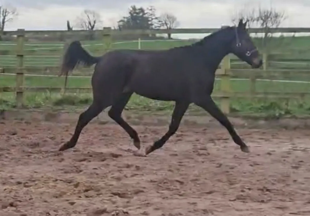 TIH 3yr by Loughehoe Guy - Image 2