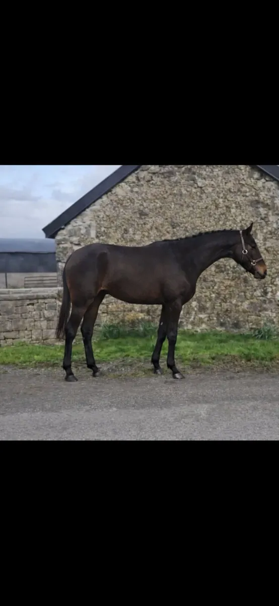 TIH 3yr by Loughehoe Guy - Image 3