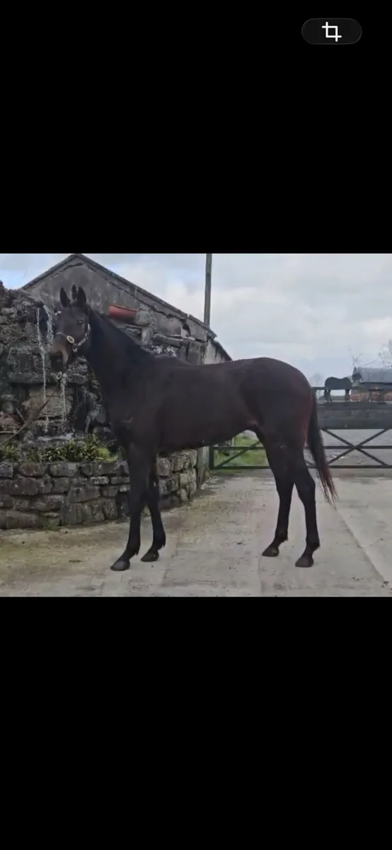 TIH 3yr by Loughehoe Guy - Image 1