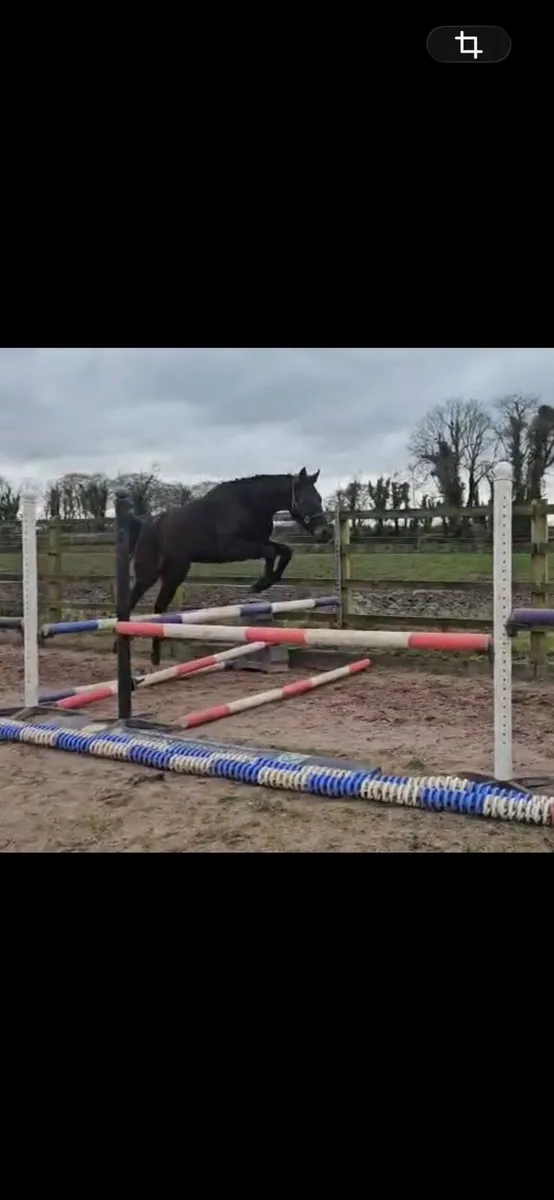 TIH 3yr by Loughehoe Guy - Image 4