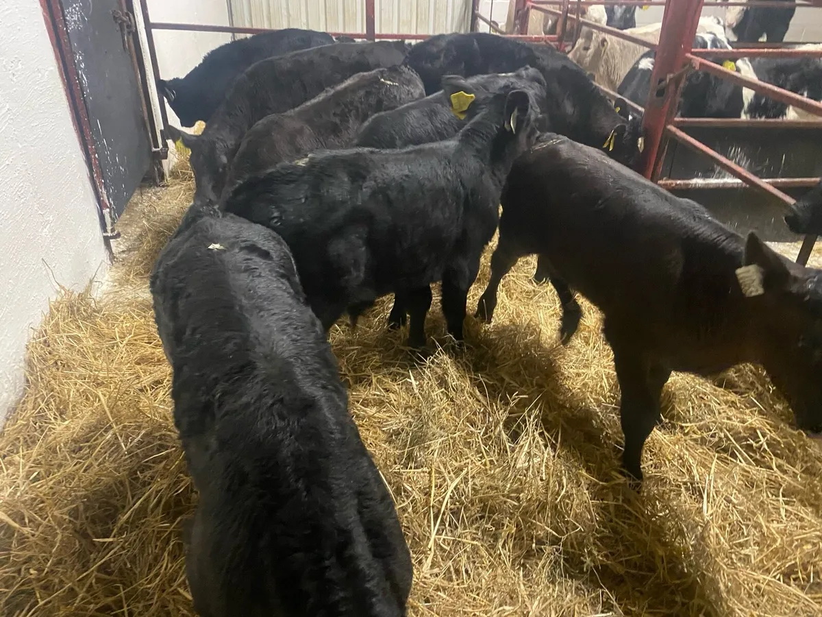 10 Super Angus Bulls - Image 1