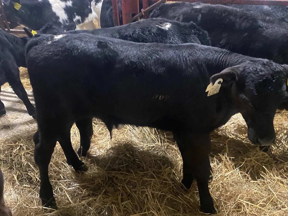 10 Super Angus Bulls - Image 3