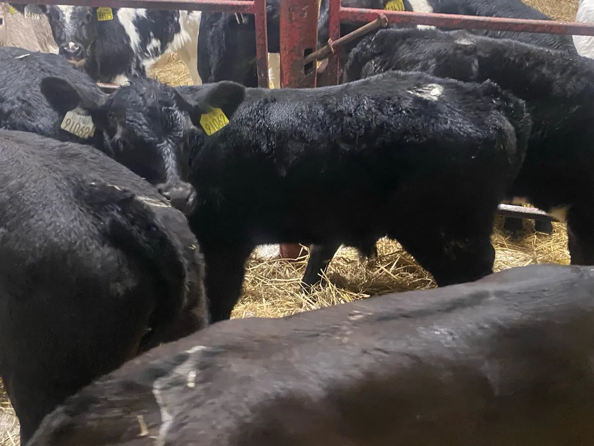 10 Super Angus Bulls - Image 4