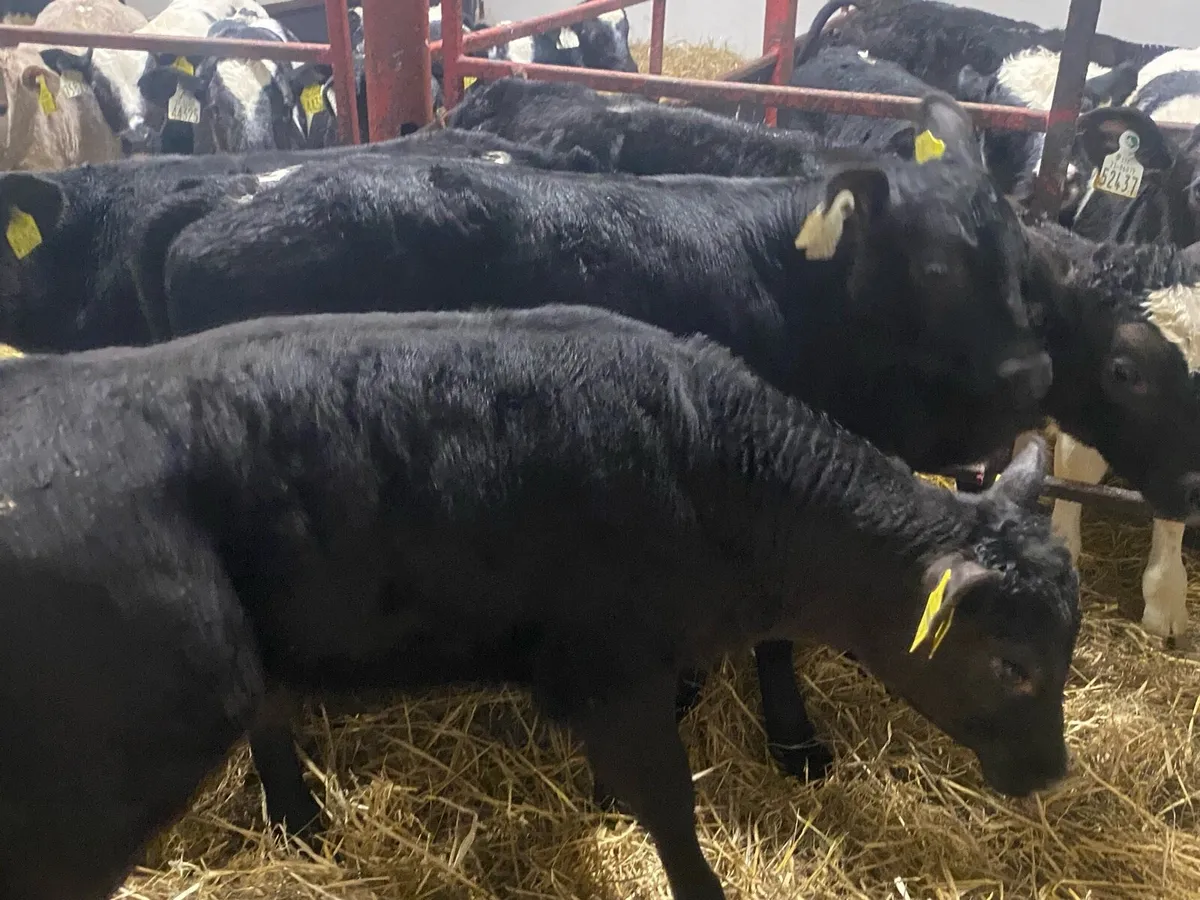 10 Super Angus Bulls - Image 2