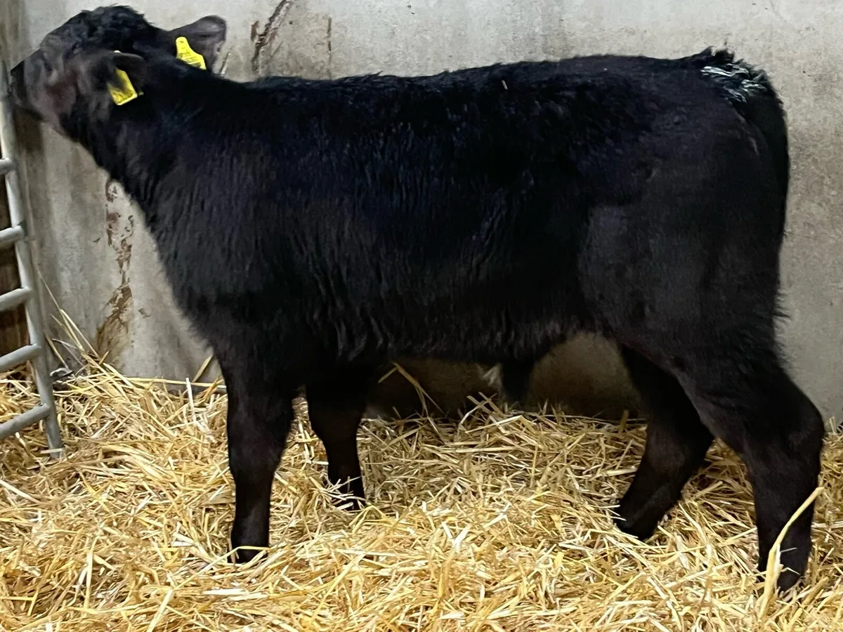 Serious Reared Bull Calves - Image 2