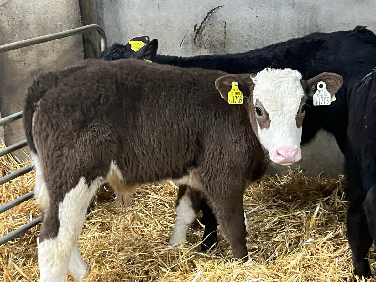 Serious Reared Bull Calves - Image 3
