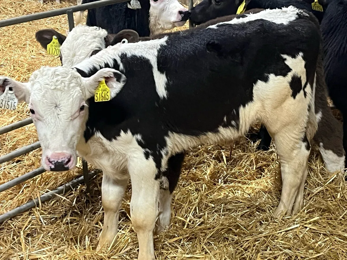 Serious Reared Bull Calves - Image 4