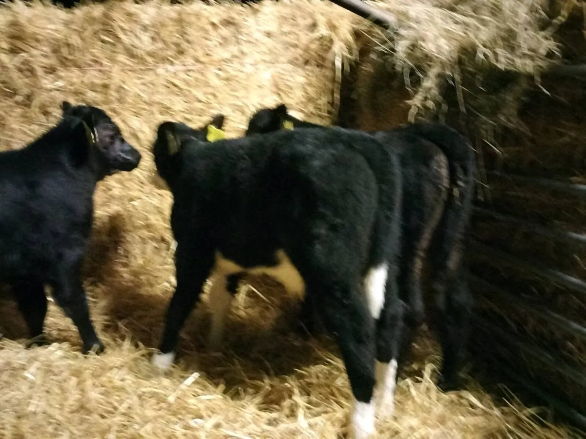 4 super bull calf's - Image 1