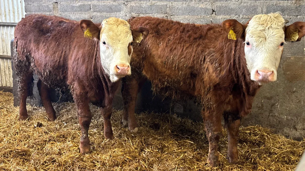 2 Limousin Breeding Heifers - Image 1