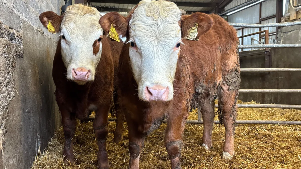 2 Limousin Breeding Heifers - Image 3