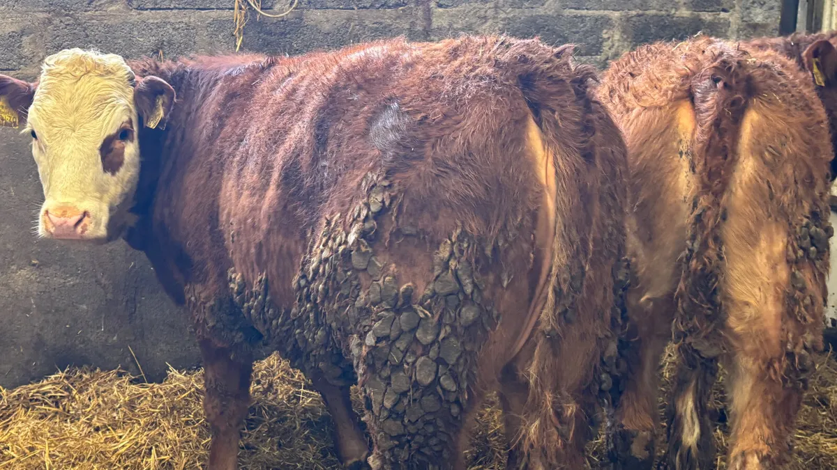 2 Limousin Breeding Heifers - Image 4