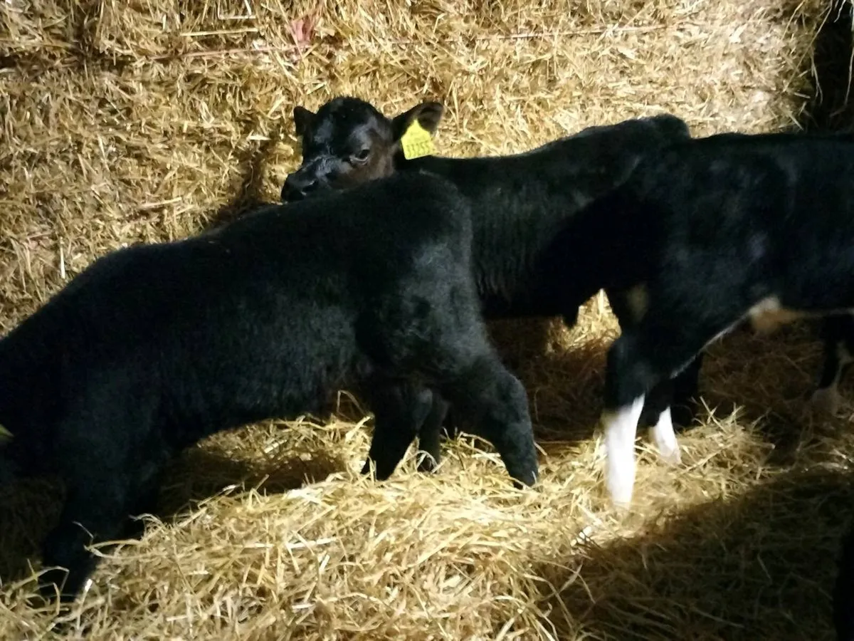 4 super bull calf's - Image 3